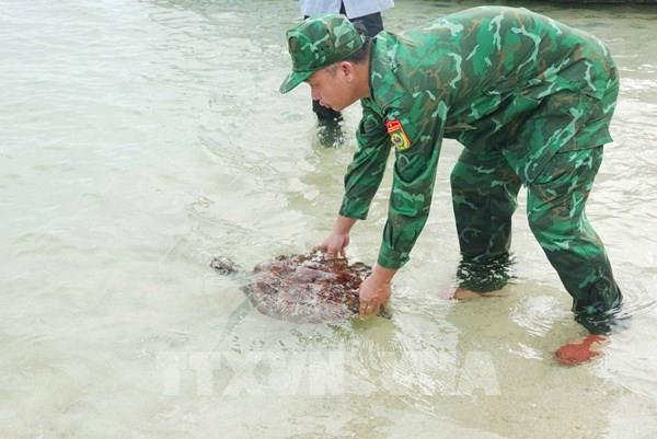 Thả cá thể rùa biển quý hiếm về với tự nhiên