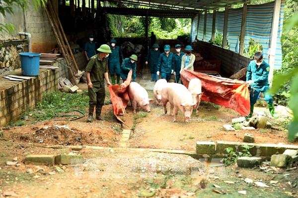 Hà Nội kiểm soát chặt dịch tả lợn châu Phi