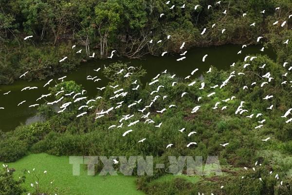 Xứ sở của các loài chim giữa lòng di sản Ninh Bình