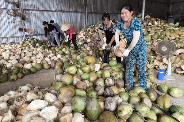 Dừa Vĩnh Long vươn mình vào chuỗi giá trị toàn cầu