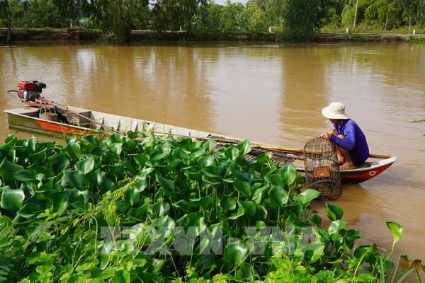 Đồng Tháp mùa lũ: Nhịp sống theo dòng nước nổi