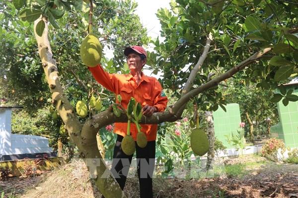 Sống khỏe với lũ nhờ mít siêu sớm ở Đồng Tháp