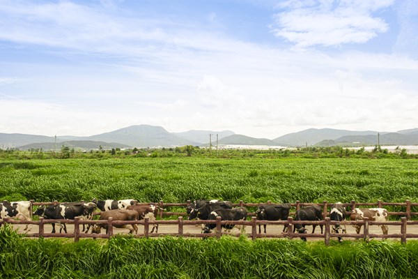 Vinamilk vào Top 10 toàn cầu, xếp hạng thương hiệu sữa xuất sắc nhất thế giới