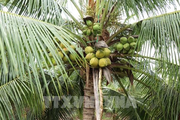 Định hình tương lai bền vững cho ngành hàng dừa Việt