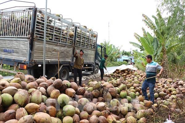 Xây chuỗi giá trị, nâng tầm thương hiệu dừa Việt