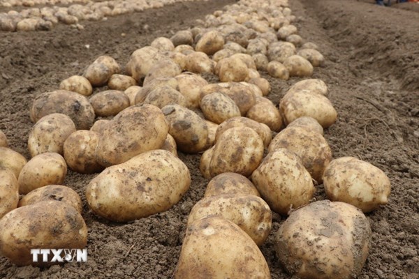 Khoai tây châu Âu: Vụ mùa vàng, thị trường xám