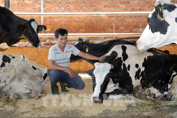Đề xuất phát triển nguồn nguyên liệu sữa trong nước để giảm phụ thuộc nhập khẩu
