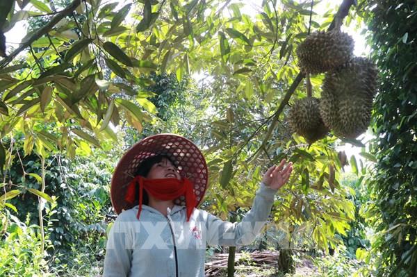 Sầu riêng Khánh Sơn hiện thực hóa giấc mơ thoát nghèo