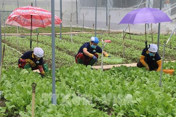 Vùng ngọt hóa Gò Công: Rau an toàn "vượt mặt" cây lúa”