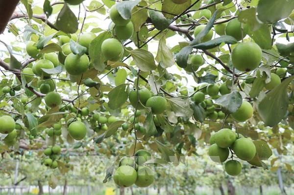 Khoa học mở đường nâng cao giá trị nông sản ở Khánh Hòa