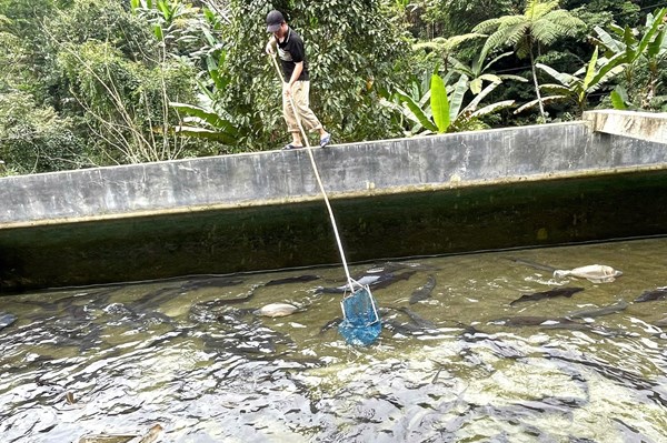 Tạo điều kiện cho nghề nuôi cá nước lạnh có chỗ đứng trên “sân nhà”