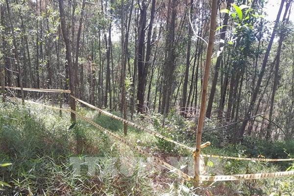 Phát hiện diện tích lớn rừng thông phòng hộ bị phá hoại