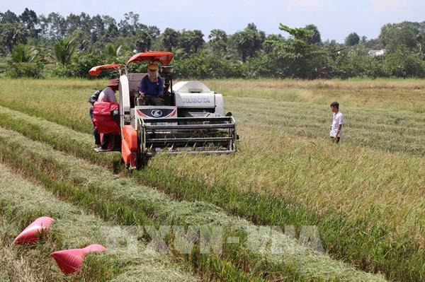 Hiệu quả canh tác lúa chất lượng cao, giảm phát thải vụ Hè Thu