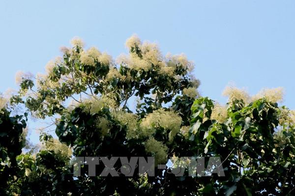 Khám phá rừng cây gỗ Báng Súng vào mùa hoa