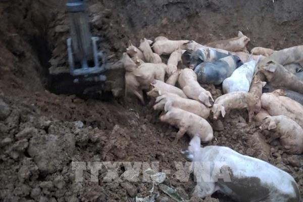 Dịch tả lợn châu Phi đã lan khắp 56/56 xã, phường của Cao Bằng