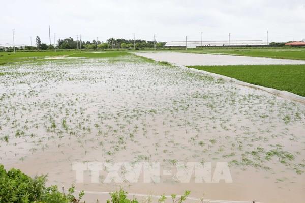 Hà Nội khẩn trương thu hoạch lúa "xanh nhà hơn già đồng"