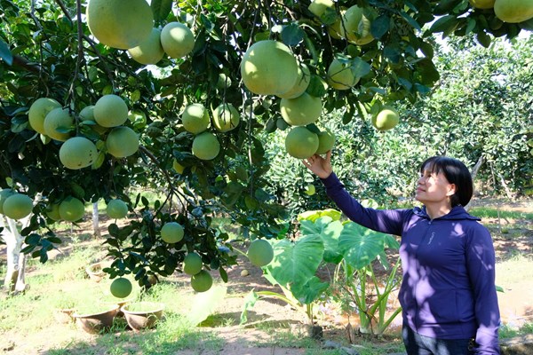 Nông nghiệp Hà Nội từ ứng dụng công nghệ cao đến xây dựng mô hình sinh thái