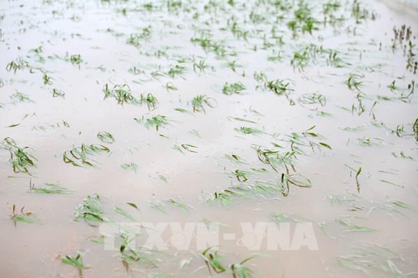 Bắc Bộ và Bắc Trung Bộ có gần 113.000 ha cây trồng bị ngập úng