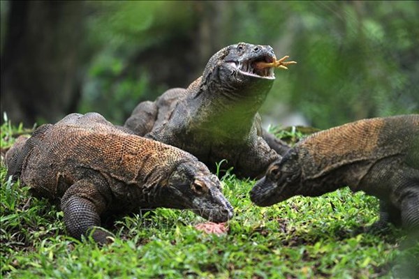 Indonesia hạn chế khách du lịch để bảo vệ rồng Komodo