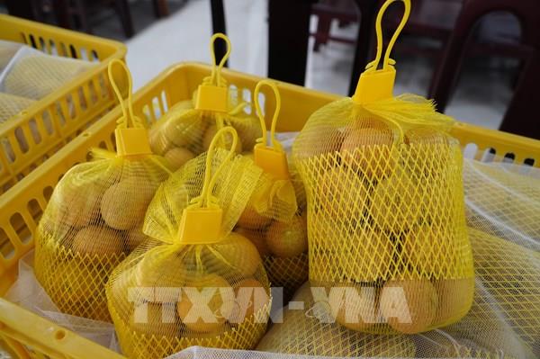 Cần Thơ có vùng trồng cây ăn quả đầu tiên được chứng nhận GlobalGAP