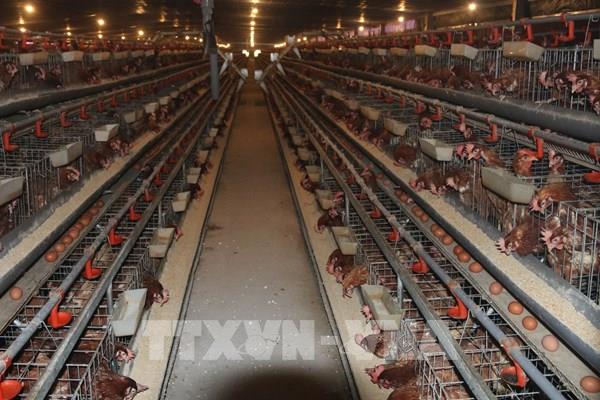 Giá gà tại Đồng Tháp tăng trở lại