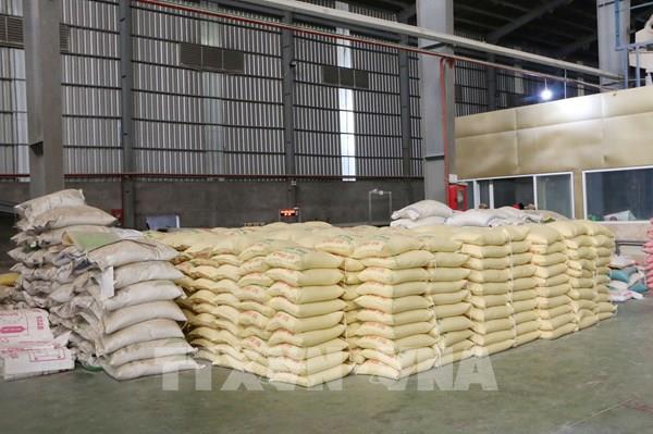 Giữ nhịp xuất khẩu: Cần Thơ tiếp sức ngành hàng lúa gạo