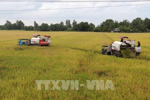 Trĩu hạt đồng vàng, An Giang thu gần 6,5 triệu tấn lúa