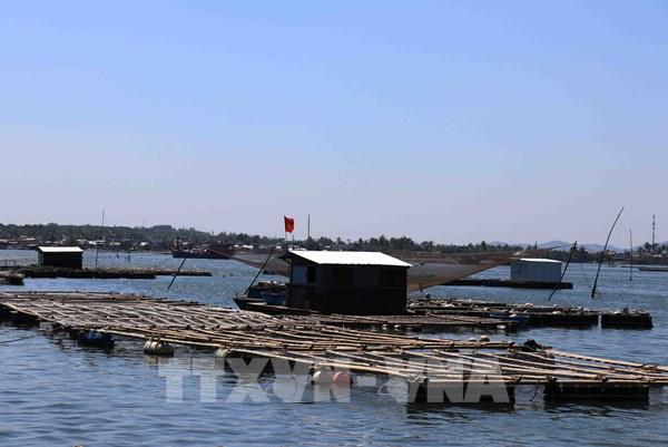 Quy hoạch đồng bộ giúp nghề nuôi thủy sản biển Đà Nẵng phát triển