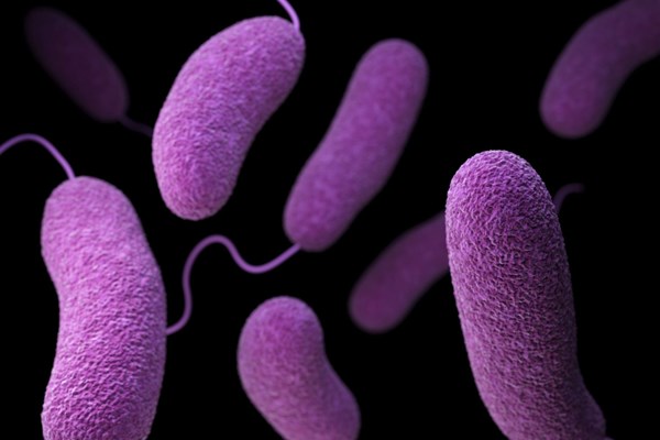 Bộ Y tế khuyến cáo về nguy cơ bệnh tả xâm nhập