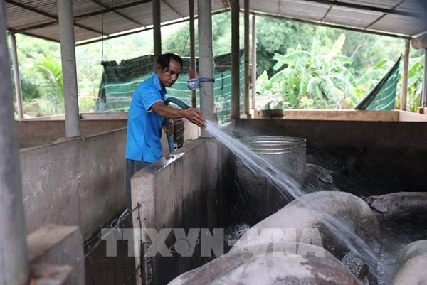 TP. Hồ Chí Minh xử phạt trường hợp giấu, không khai báo ổ dịch tả lợn châu Phi