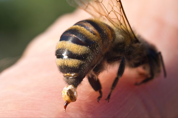 Khuyến cáo người dân phòng tránh để ong vò vẽ đốt