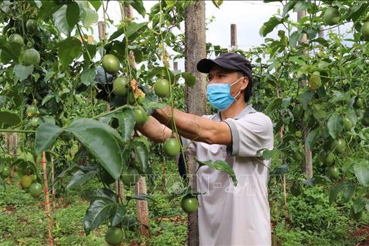  Đẩy nhanh đàm phán mở cửa thị trường cho chanh leo, bưởi