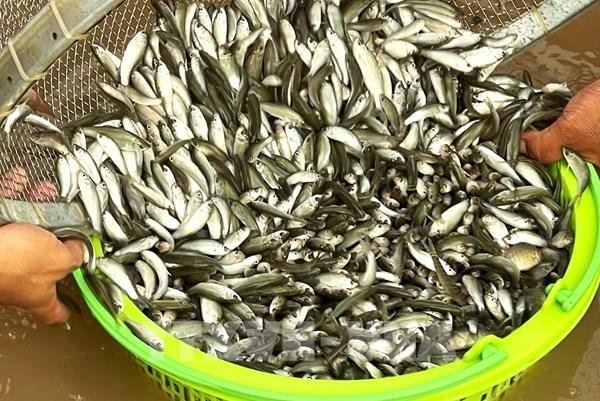 Rộn ràng mùa cá linh non đầu nguồn Cửu Long