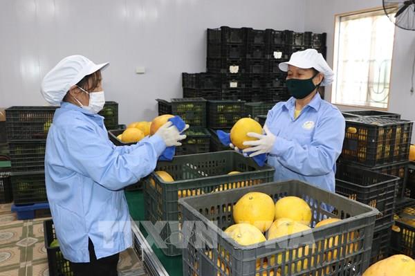 Siết chặt quản lý chất lượng nông lâm thủy sản sang EU