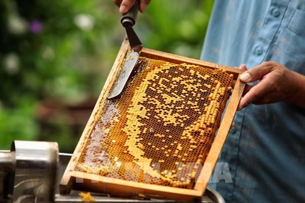 Sửa đổi quy định hạn ngạch thuế quan mật ong xuất khẩu sang Nhật Bản