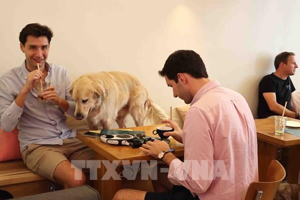 Dogood Café, điểm hẹn mới của những người yêu thú cưng ở Brussels