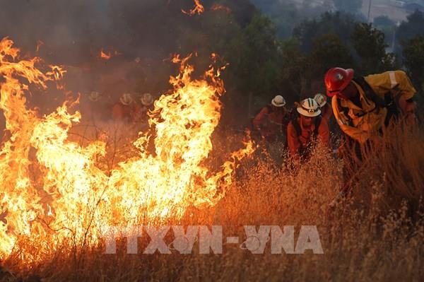 Cháy rừng đe dọa quần thể cây cổ thụ nghìn năm ở Mỹ