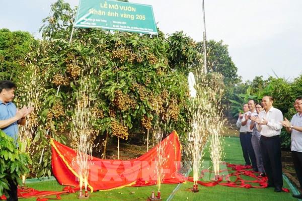 Phát triển chuỗi giá trị sản phẩm nhãn ánh vàng 205