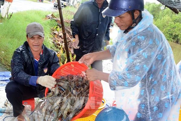 Giá tôm An Giang leo thang, nông dân phấn khởi