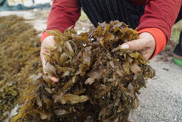 Hải Phòng bảo tồn một số loài rong mơ tại Khu bảo tồn biển Bạch Long Vĩ