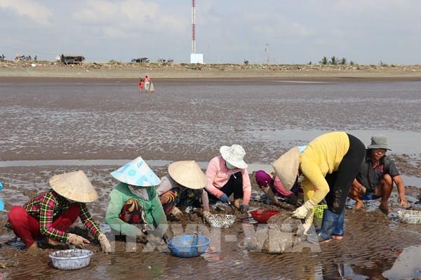 Nghêu lên giá, kinh tế nông hộ Đồng Tháp khởi sắc