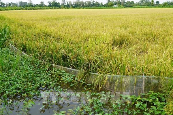 Đồng Tháp gia cố đê bao trước sức ép triều cường