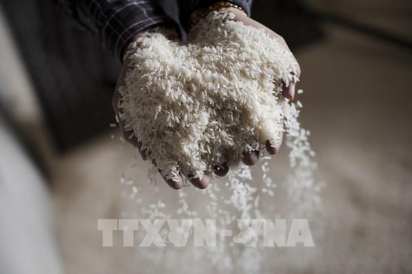 Giá gạo Thái Lan và Ấn Độ chạm mức thấp nhất trong nhiều năm