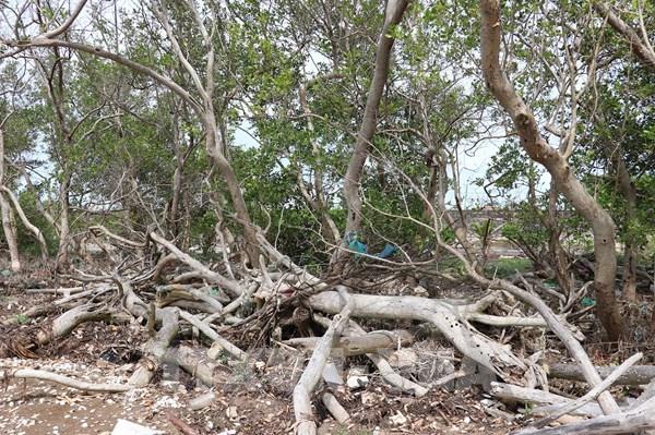 Đai rừng phòng hộ đê biển Gò Công bị xâm thực nghiêm trọng