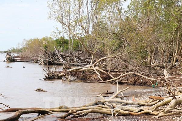 Báo động xói mòn đai rừng phòng hộ biển Gò Công