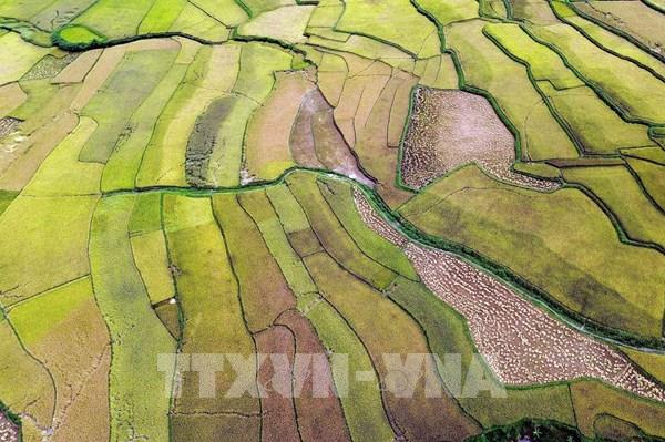 Mùa vàng ở Ngọc Chiến, Sơn La