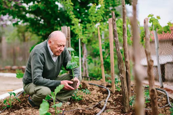 Làm vườn – “Chìa khóa” sức khỏe tinh thần cho người cao tuổi Australia