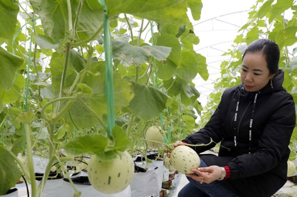 Quảng Ninh chi trên 10 tỷ đồng cho các dự án nông nghiệp hữu cơ