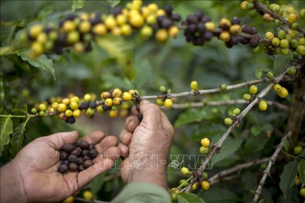 Nhập khẩu cà phê của Hàn Quốc tăng vọt