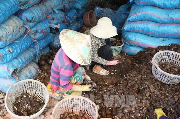 Đồng Tháp: Cây khoai môn thành ‘đòn bẩy’ kinh tế nông hộ